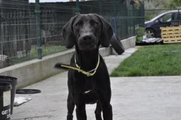 Cooper, male young mixed breed for adoption at MEDA e.V. - Rescue Shelter Šabac