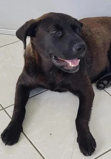 Iva, female 3yo Shar Pei for adoption at MEDA e.V. - Rescue Shelter Šabac