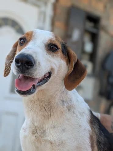Thelma, female young mixed breed for adoption at MEDA e.V. - Rescue Shelter Šabac
