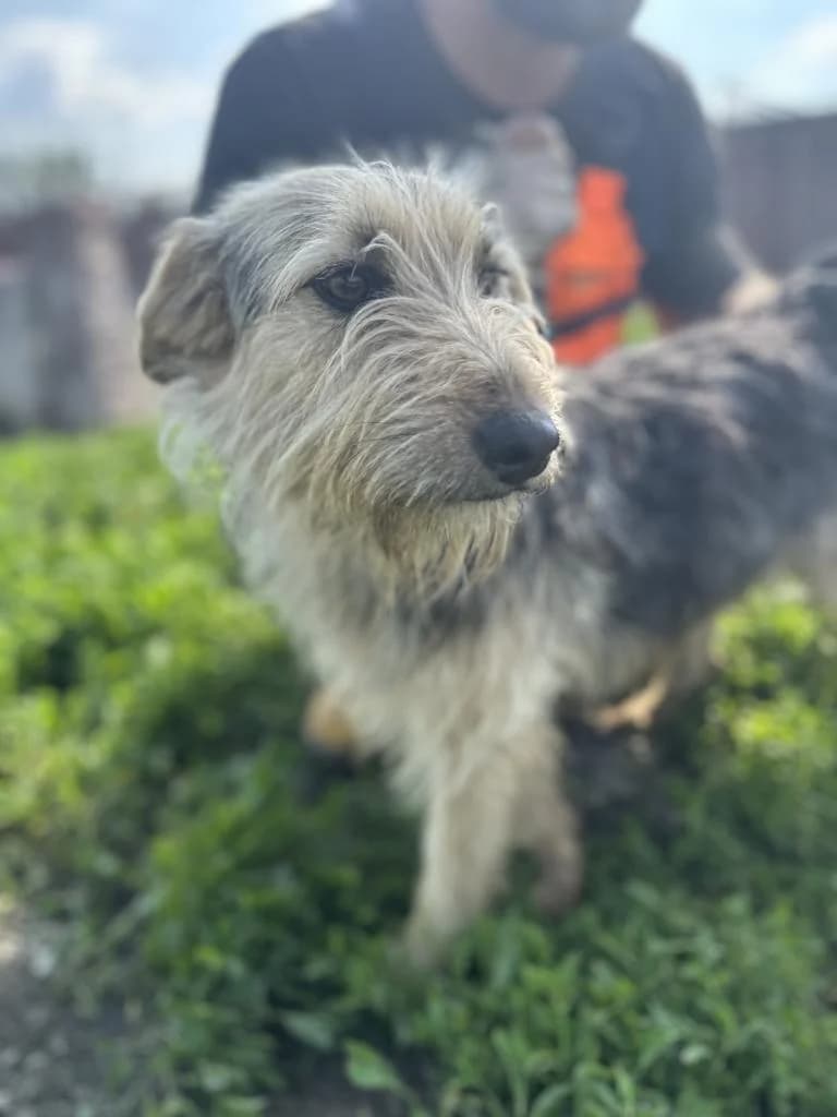 Roxy, female young mixed breed for adoption at MEDA e.V. - Rescue Shelter Šabac