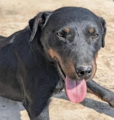 Archie, male 3yo mixed breed for adoption at MEDA e.V. - Rescue Shelter Šabac