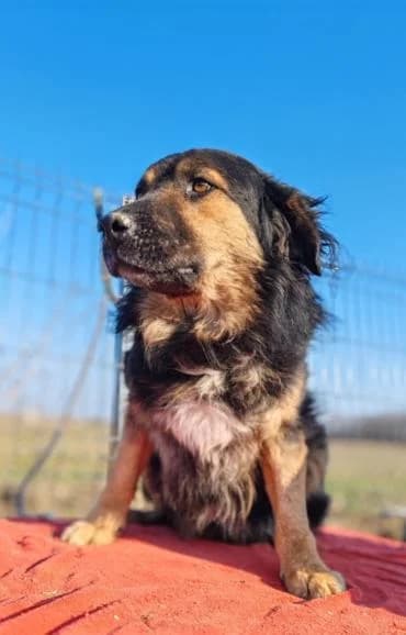 Mahoo, male 4yo mixed breed for adoption at MEDA e.V. - Rescue Shelter Šabac