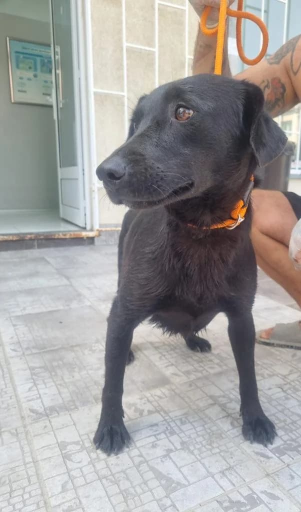 Vesna, female young Labrador Retriever for adoption at MEDA e.V. - Rescue Shelter Šabac