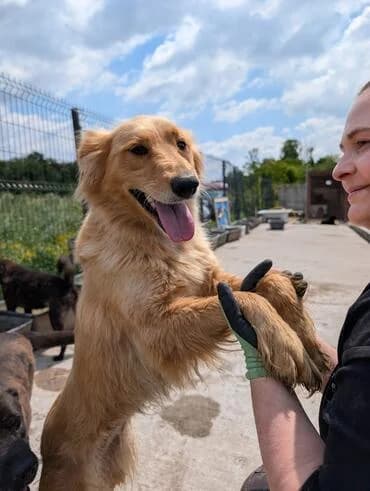 Iris, female young Labrador Retriever for adoption at MEDA e.V. - Rescue Shelter Šabac