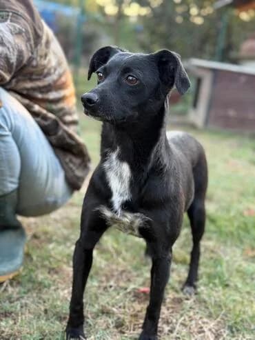 FINJA, female 5yo Jack Russell Terrier for adoption at MEDA e.V. - Rescue Shelter Šabac