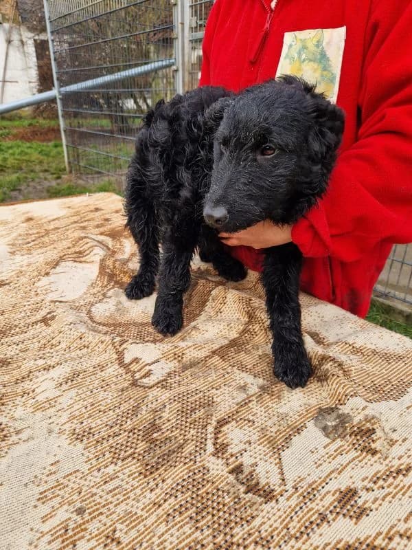 Kupi, schwarz male young Mixed Breed for adoption at generator