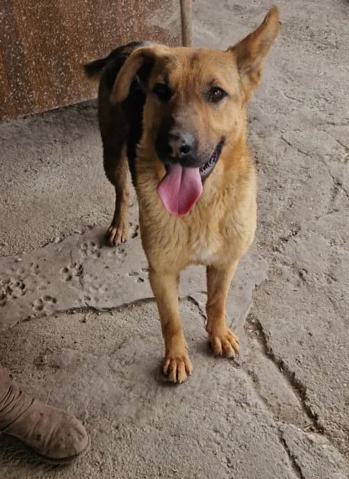 Lara, female 5yo Mixed Breed for adoption at generator