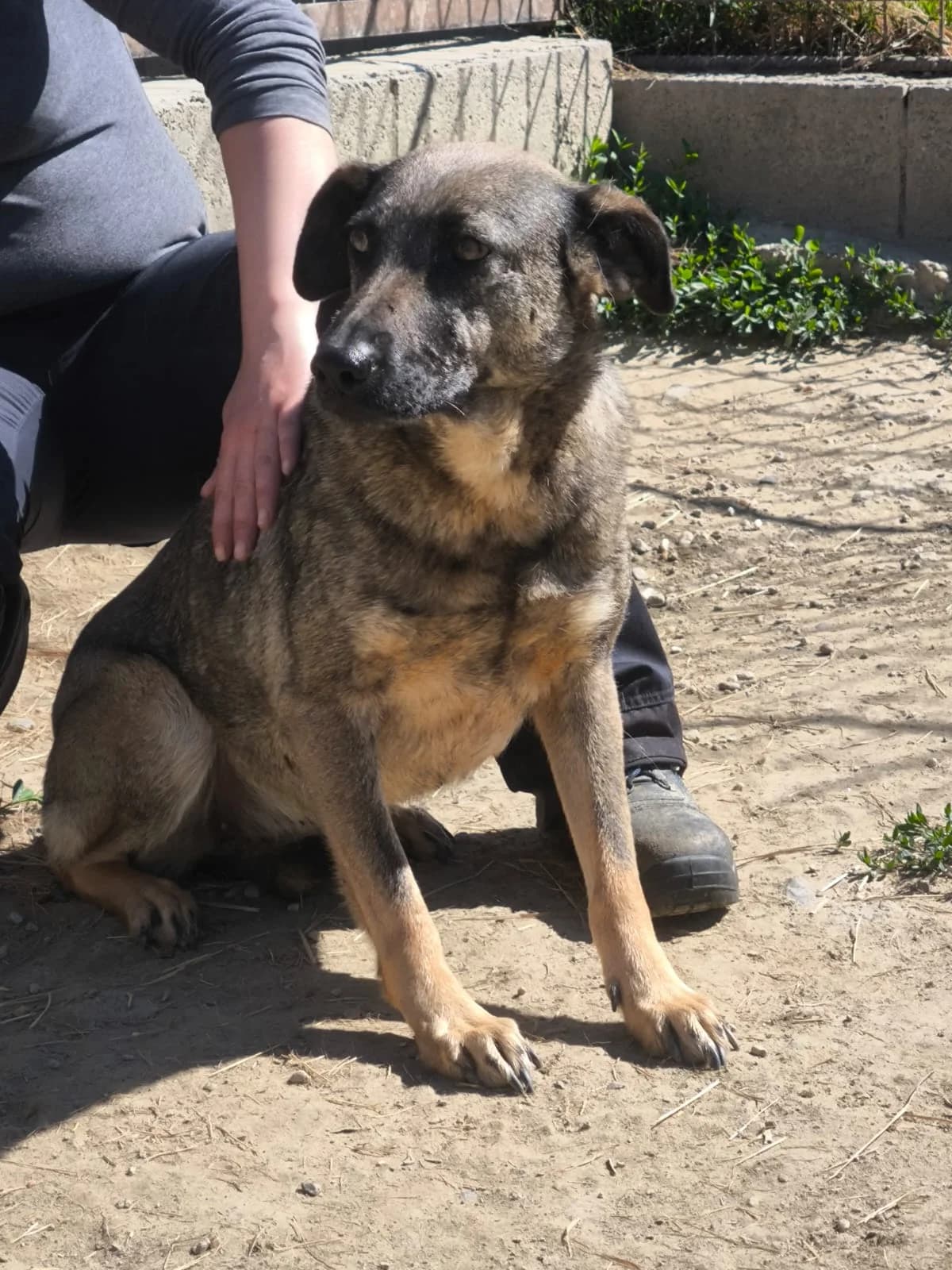 Lufi, female 6yo Mixed Breed for adoption at generator