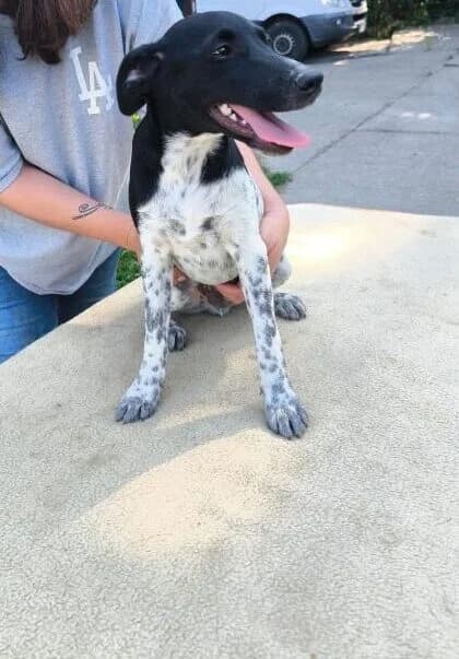 Miki, male puppy Mixed Breed for adoption at generator