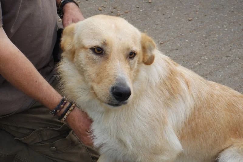 Misi, male puppy Mixed Breed for adoption at generator