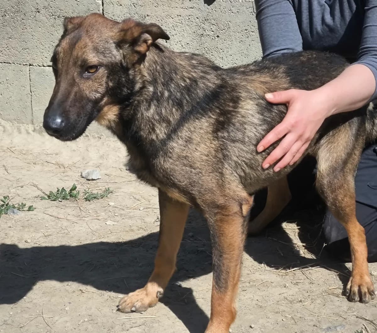 Mogyi, male 6yo Mixed Breed for adoption at generator