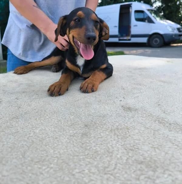 Morgo, male puppy Mixed Breed for adoption at generator