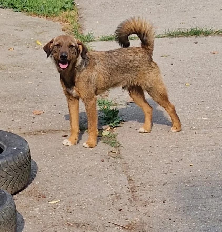 Moritz, male puppy Mixed Breed for adoption at generator