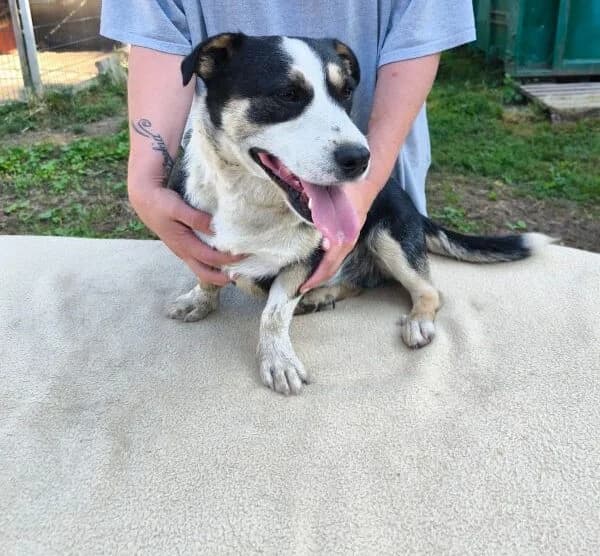 Norbi, male Mixed Breed for adoption at generator