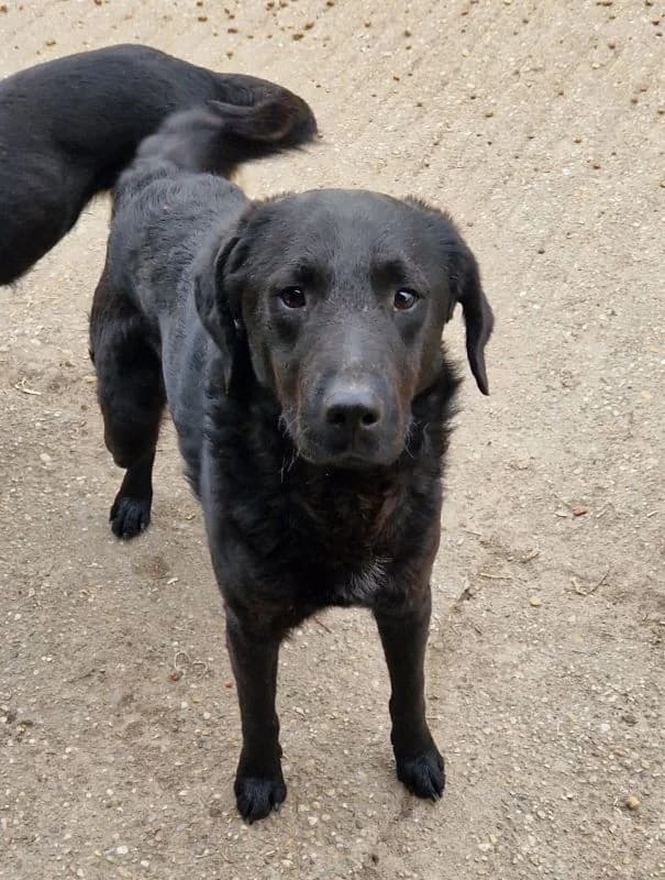 Ond, male puppy Mixed Breed for adoption at generator
