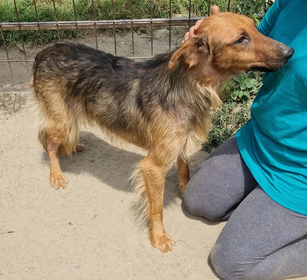Pogacsa, female 6yo Mixed Breed for adoption at generator