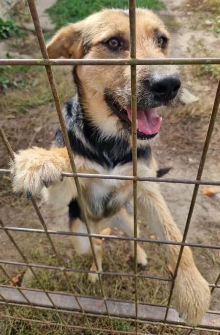 Rebeka, female Mixed Breed for adoption at generator