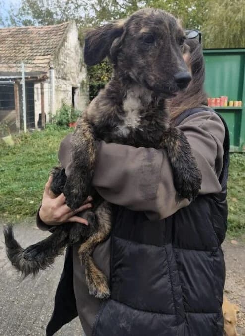 Roky, male young Mixed Breed for adoption at generator