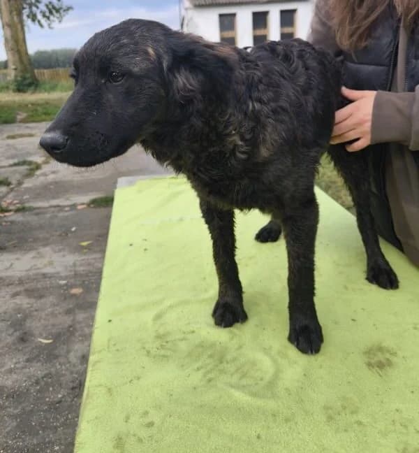 Rubi, female young Mixed Breed for adoption at generator