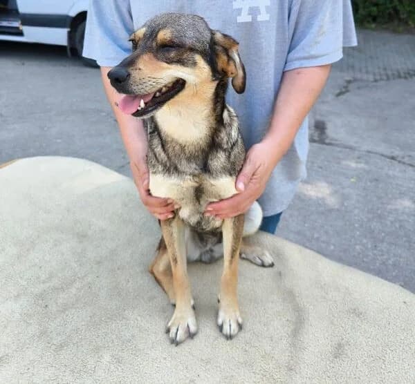 Samanta, female Mixed Breed for adoption at generator