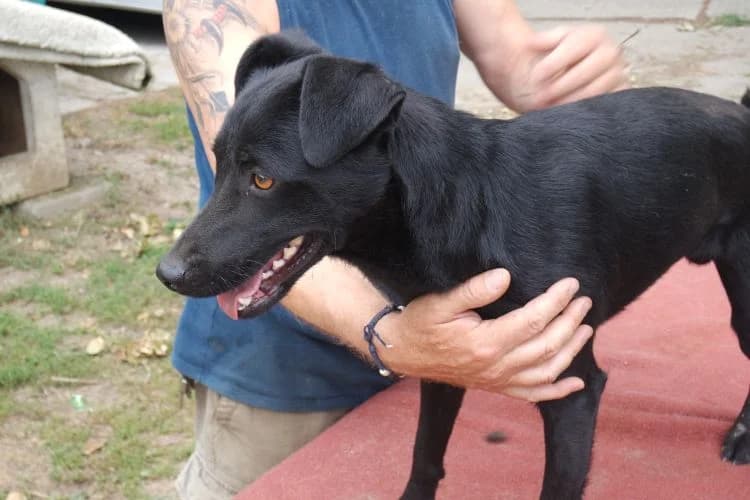 Samu, male 5yo Mixed Breed for adoption at generator