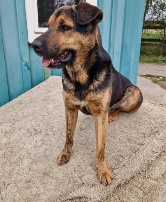 Suso, female 7yo Mixed Breed for adoption at generator