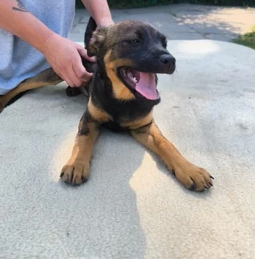 Szundi, female puppy Mixed Breed for adoption at generator