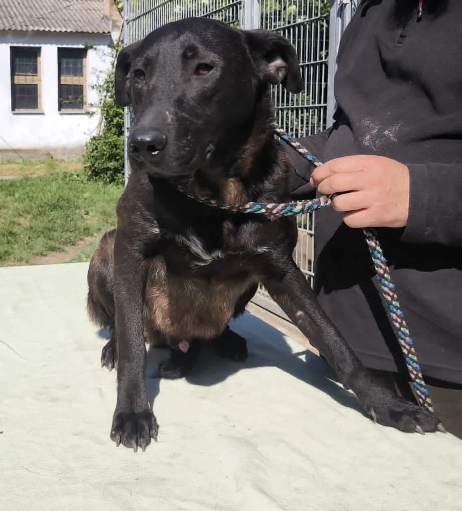 Tomi, male Mixed Breed for adoption at generator