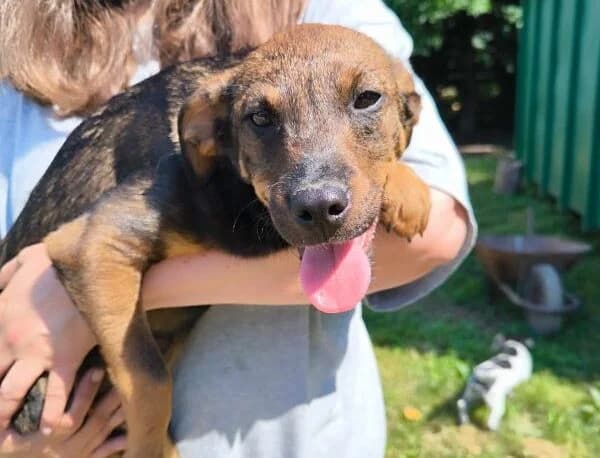 Tudor, male puppy Mixed Breed for adoption at generator