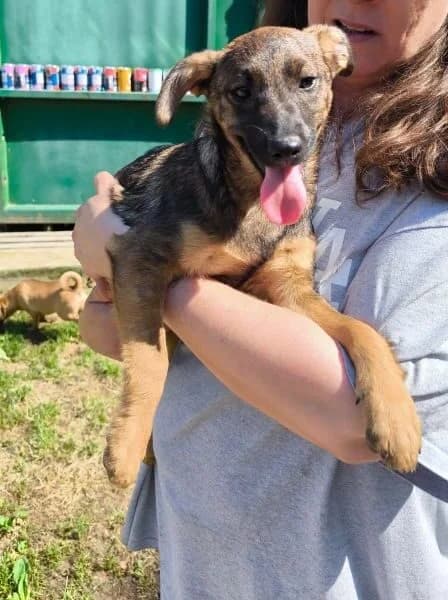 Vidor, female puppy Mixed Breed for adoption at generator