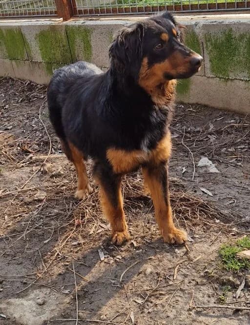 Viki, female young Mixed Breed for adoption at generator