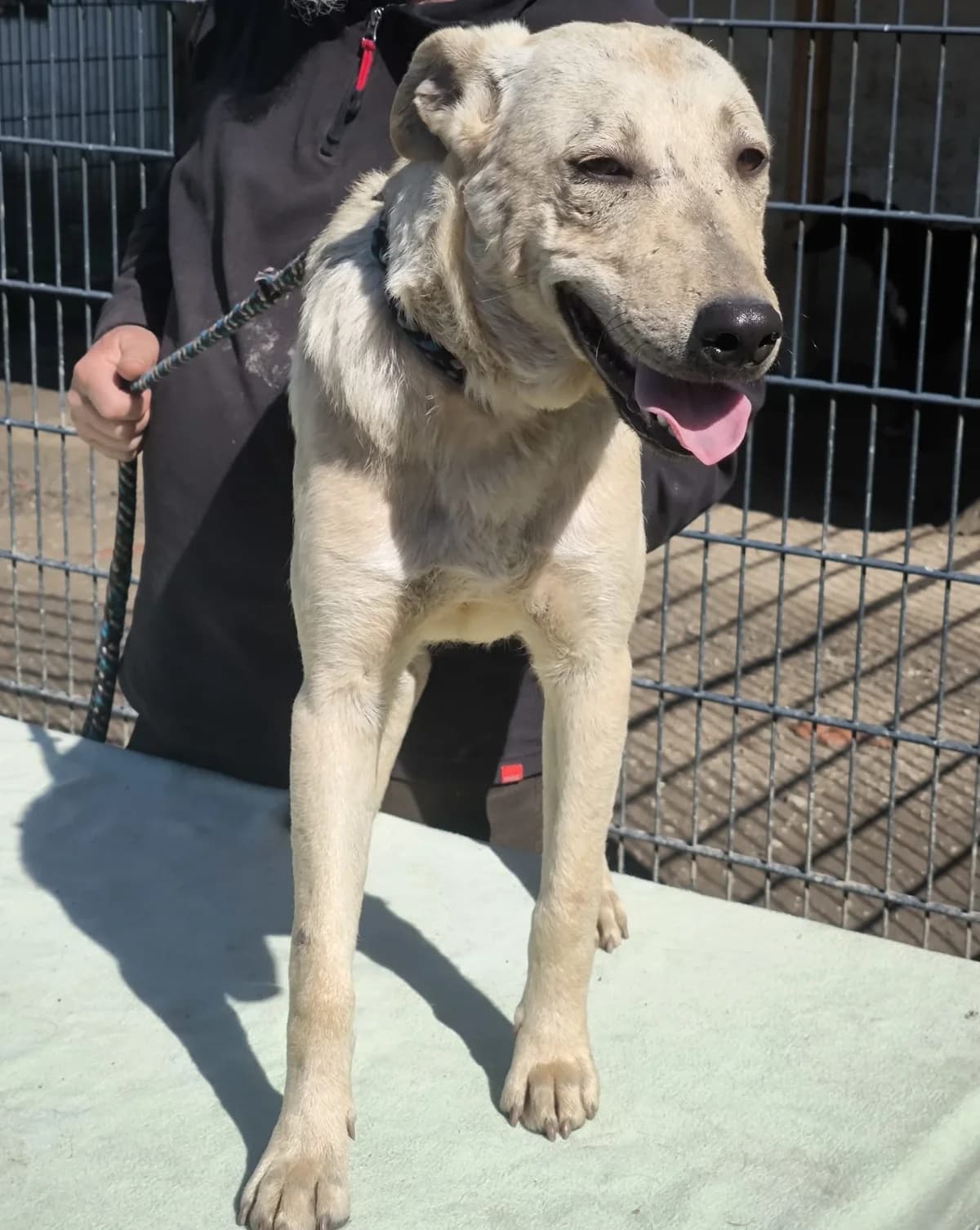 Zoli, male 3yo Mixed Breed for adoption at generator