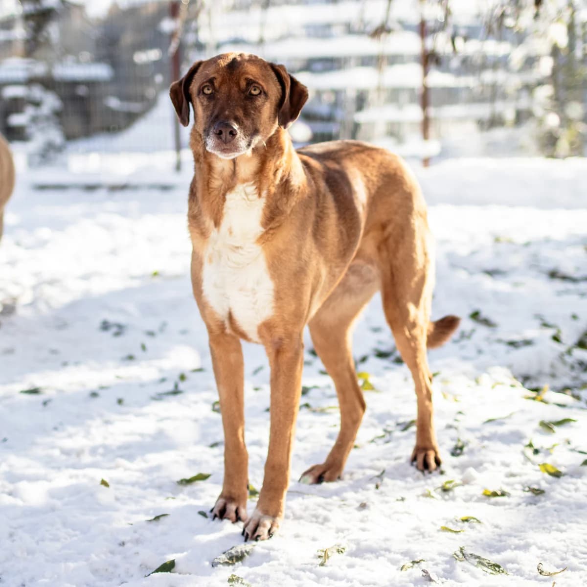 Alexa, female Mixed Breed for adoption at Menschen für Tiere, Oberndorf a.N.