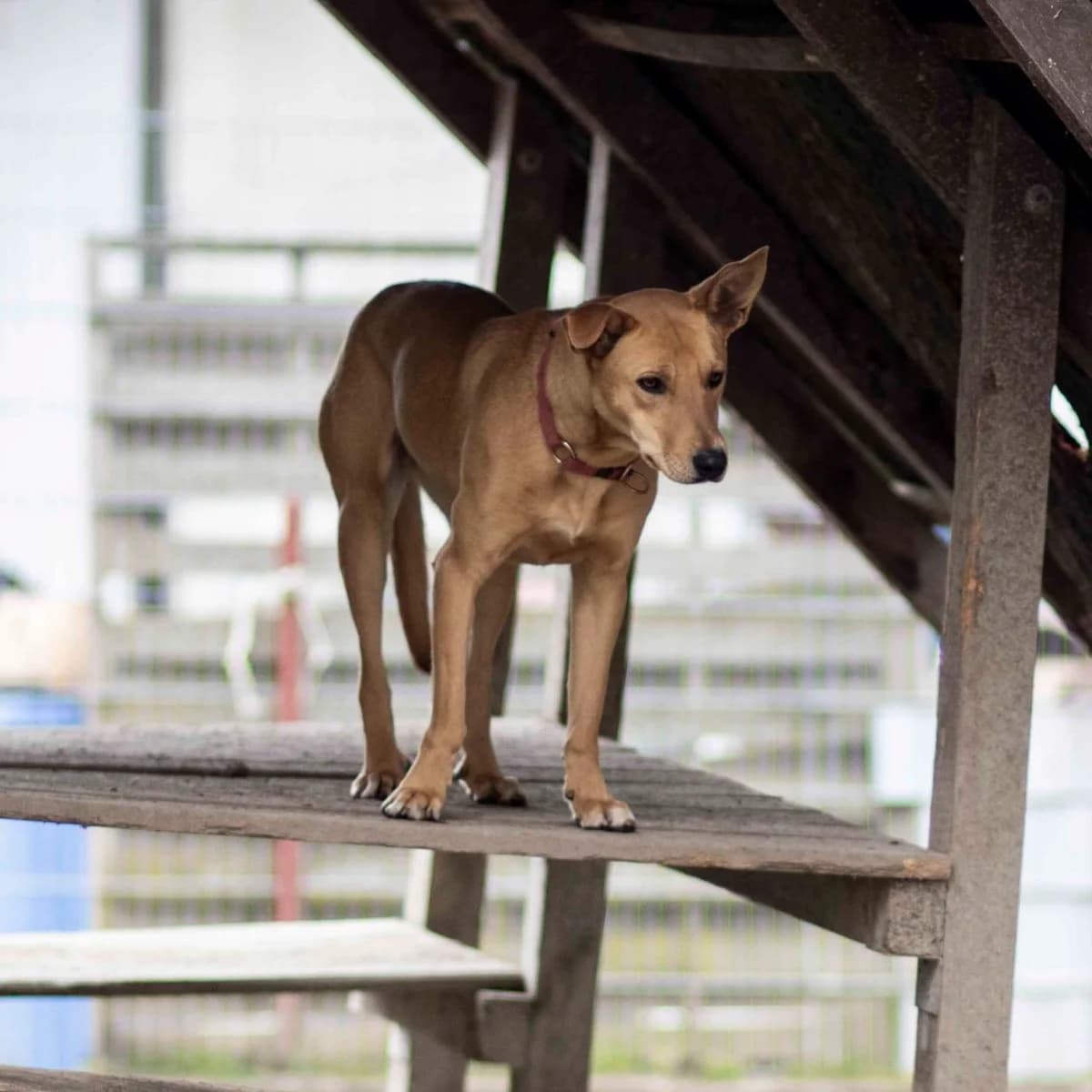 Amber, female Mixed Breed for adoption at Menschen für Tiere, Oberndorf a.N.