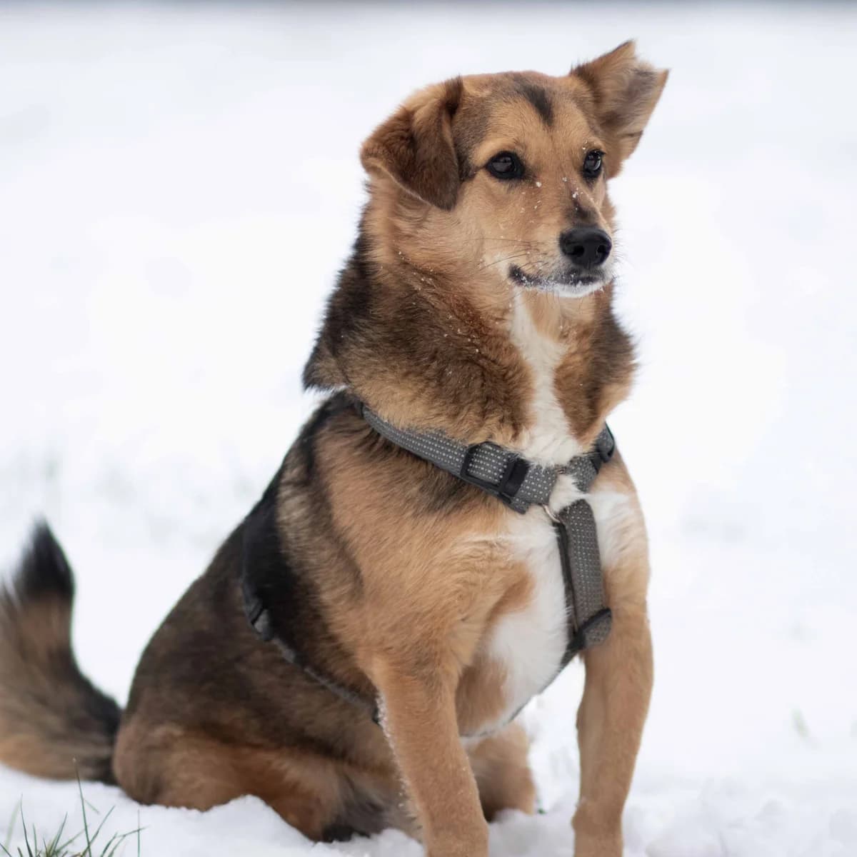 Billy, male Mixed Breed for adoption at Menschen für Tiere, Oberndorf a.N.