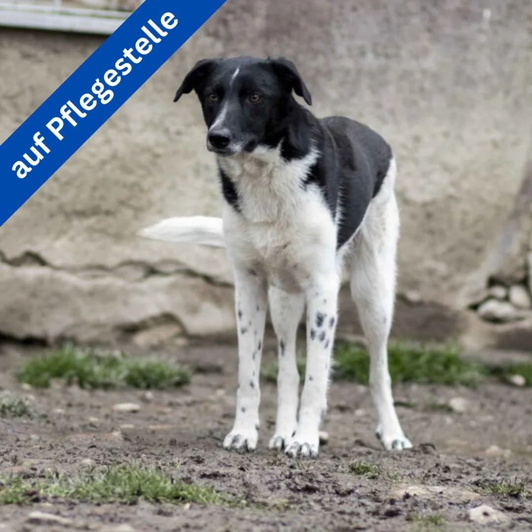 Cindy, female young Mixed Breed for adoption at Menschen für Tiere, Oberndorf a.N.