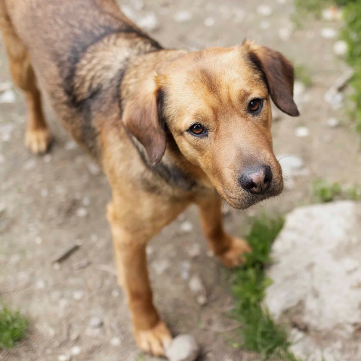Elany, female Mixed Breed for adoption at Menschen für Tiere, Oberndorf a.N.