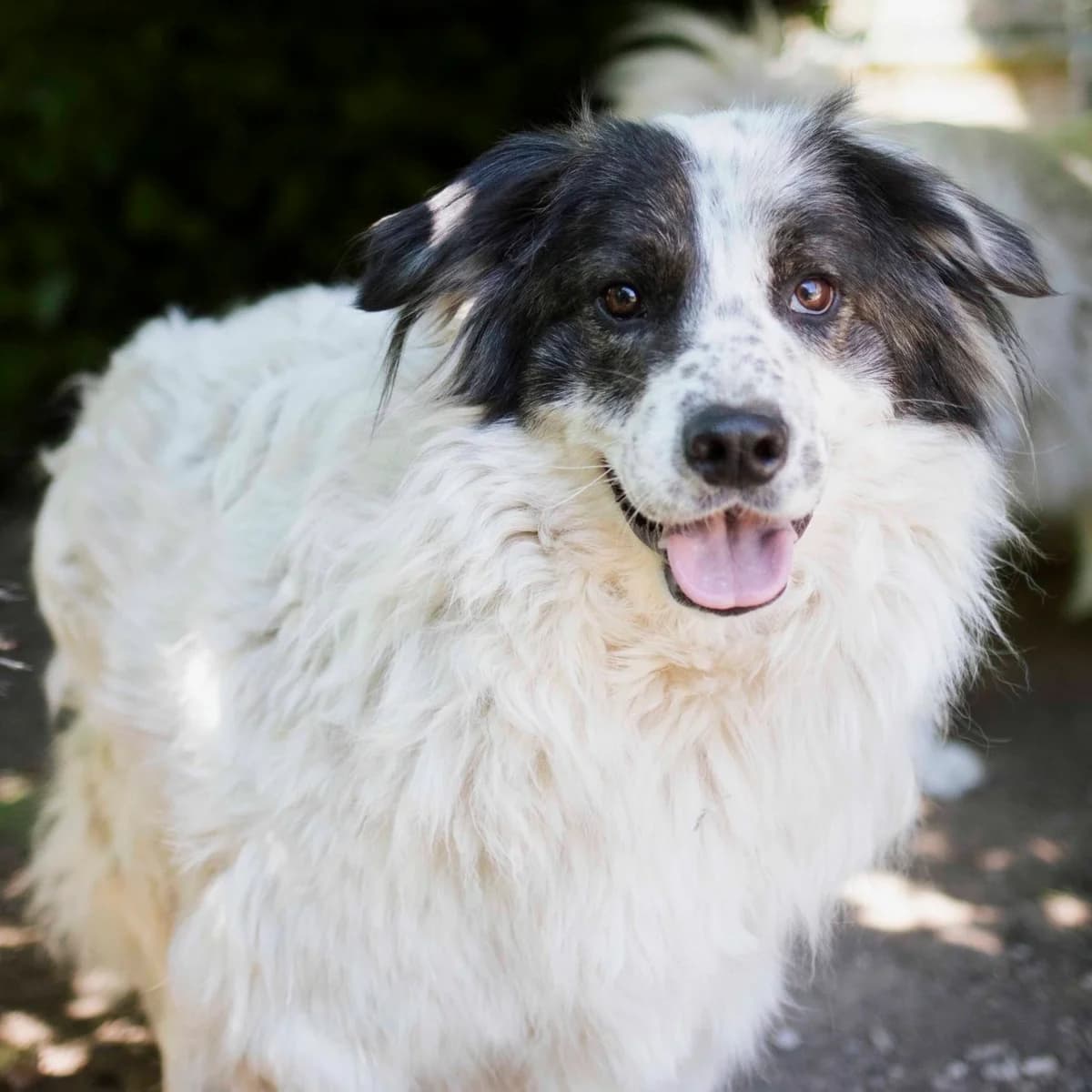 Finja, female Mixed Breed for adoption at Menschen für Tiere, Oberndorf a.N.
