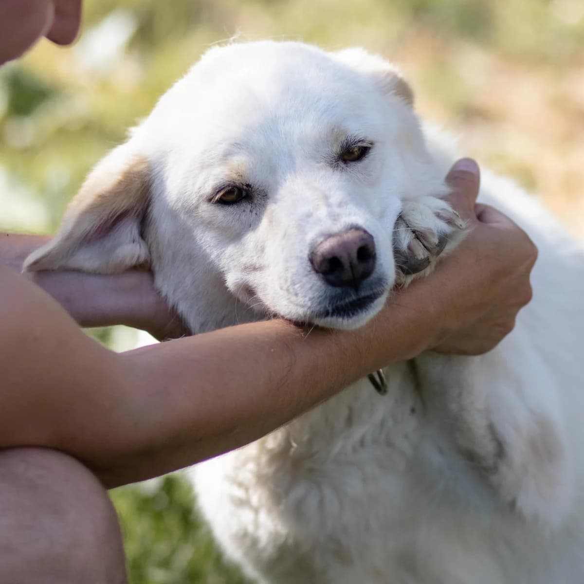 Gessy, female Mixed Breed for adoption at Menschen für Tiere, Oberndorf a.N.