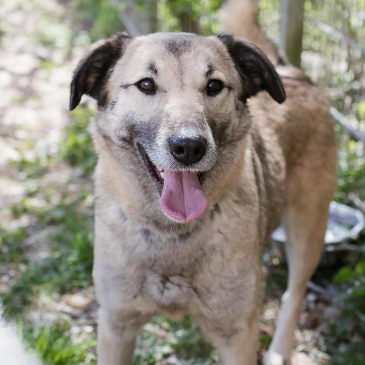 Grace, female Mixed Breed for adoption at Menschen für Tiere, Oberndorf a.N.