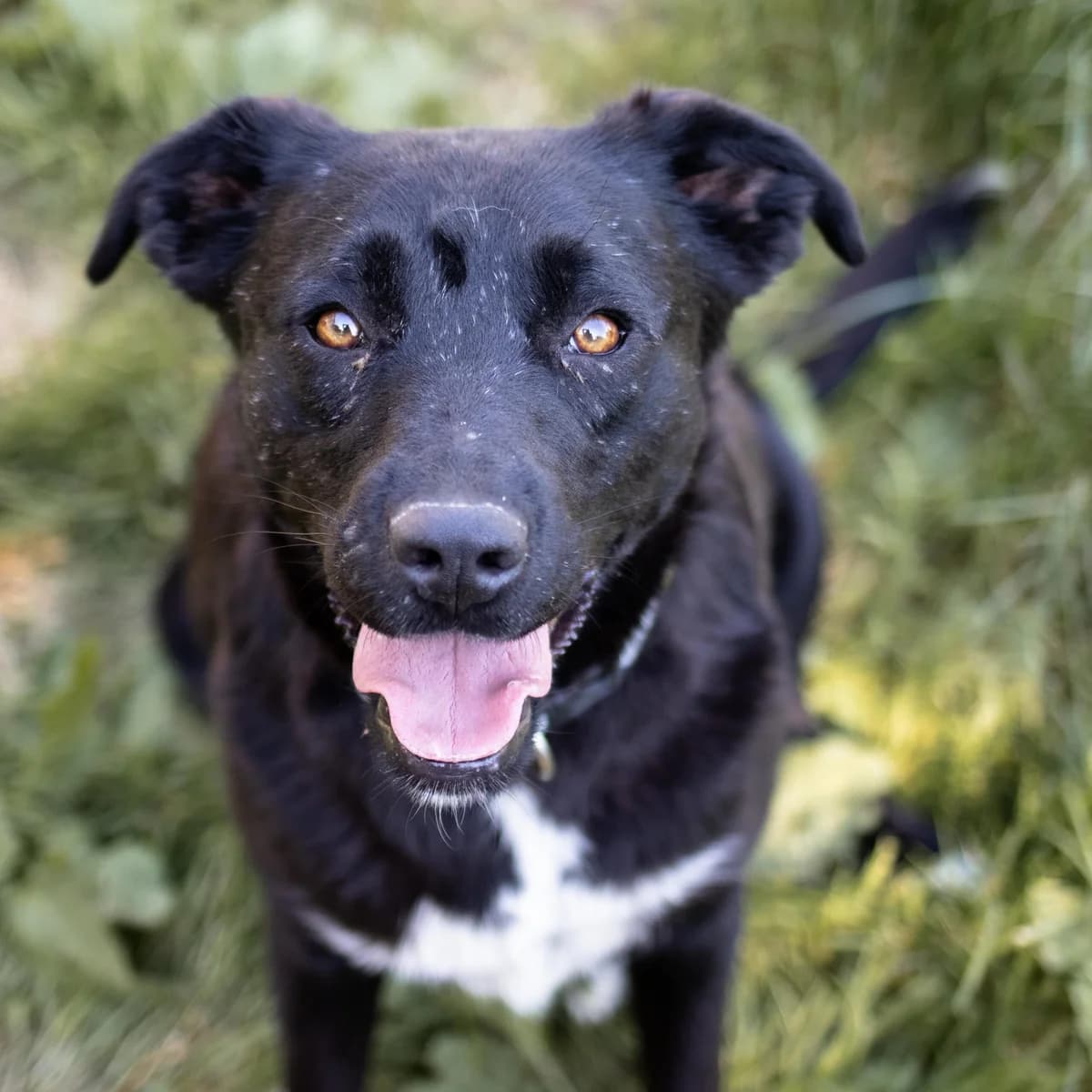 Hanna, female Mixed Breed for adoption at Menschen für Tiere, Oberndorf a.N.