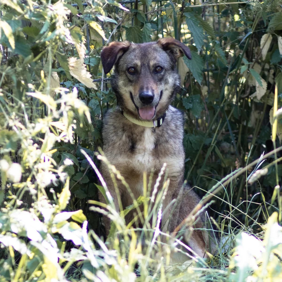 Irene, female Mixed Breed for adoption at Menschen für Tiere, Oberndorf a.N.