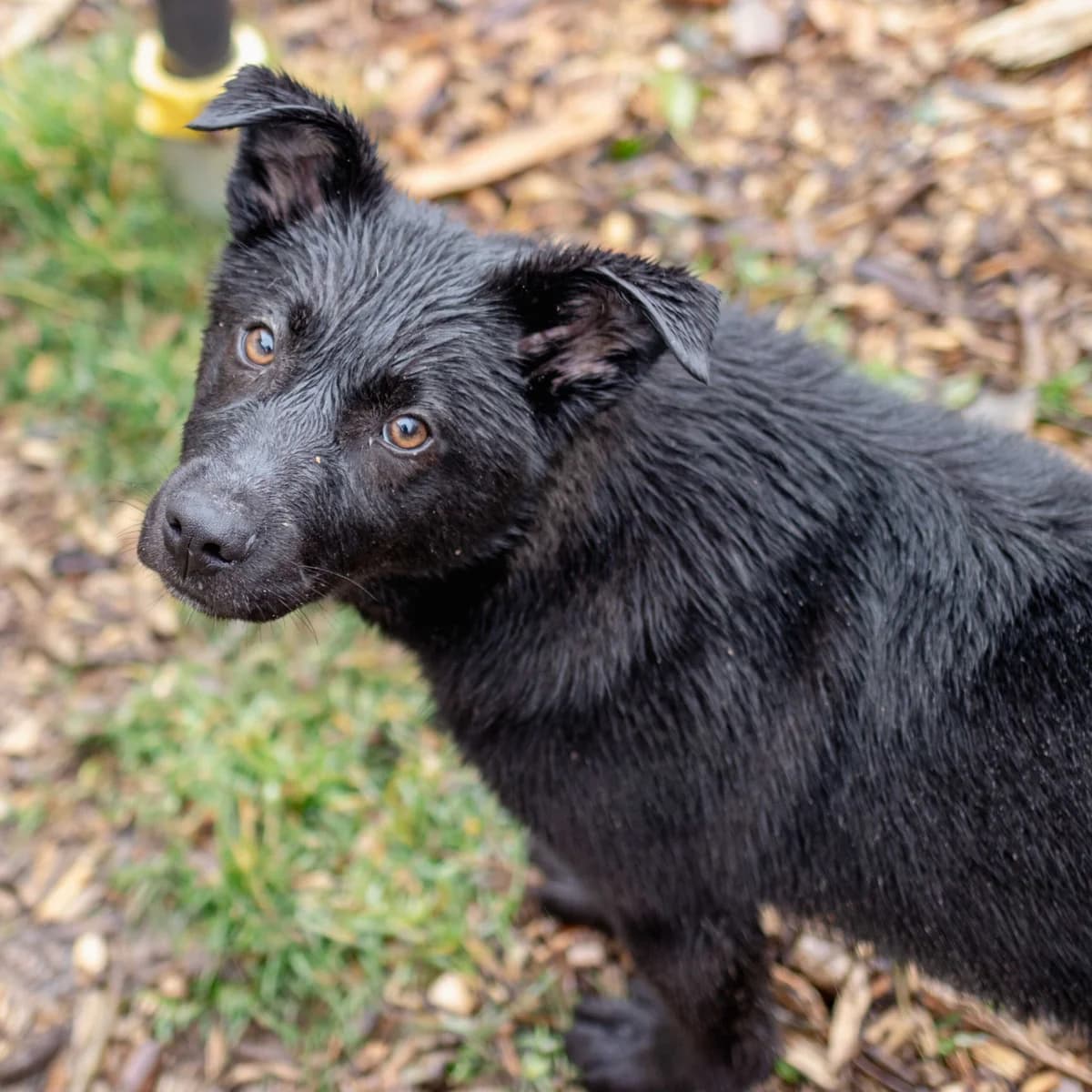 Joey, female Mixed Breed for adoption at Menschen für Tiere, Oberndorf a.N.