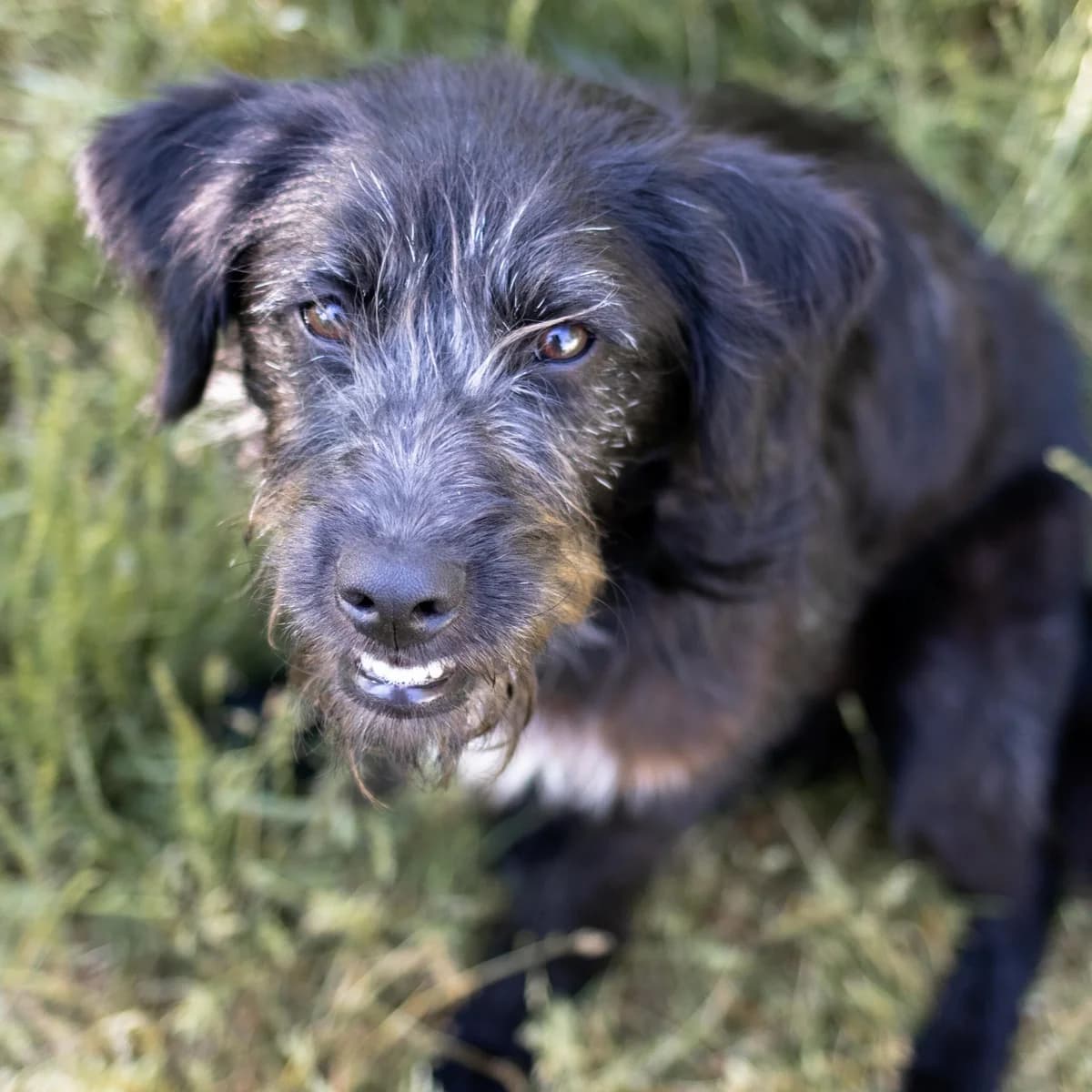 Karli, schwarz male Mixed Breed for adoption at Menschen für Tiere, Oberndorf a.N.