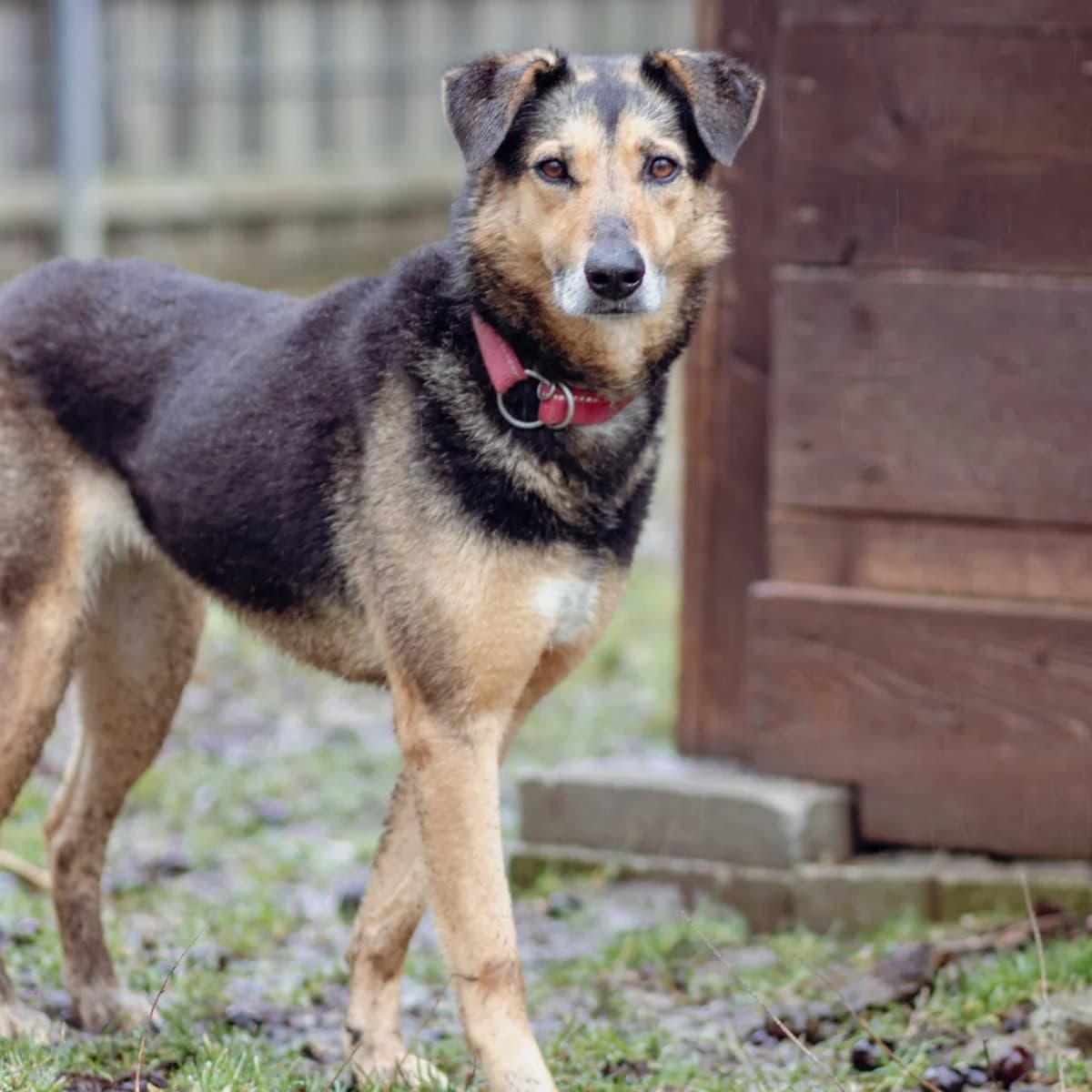 Lavinia, female Mixed Breed for adoption at Menschen für Tiere, Oberndorf a.N.