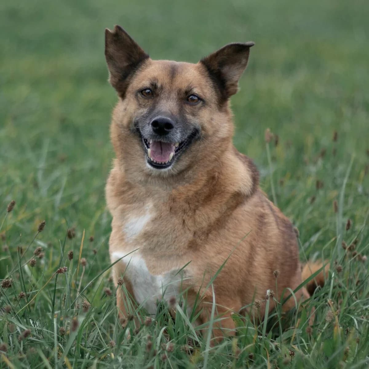 Lilly, female Mixed Breed for adoption at Menschen für Tiere, Oberndorf a.N.