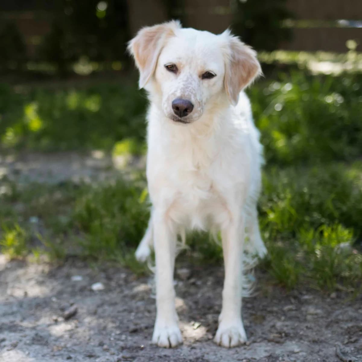 Linda, weiß female Mixed Breed for adoption at Menschen für Tiere, Oberndorf a.N.