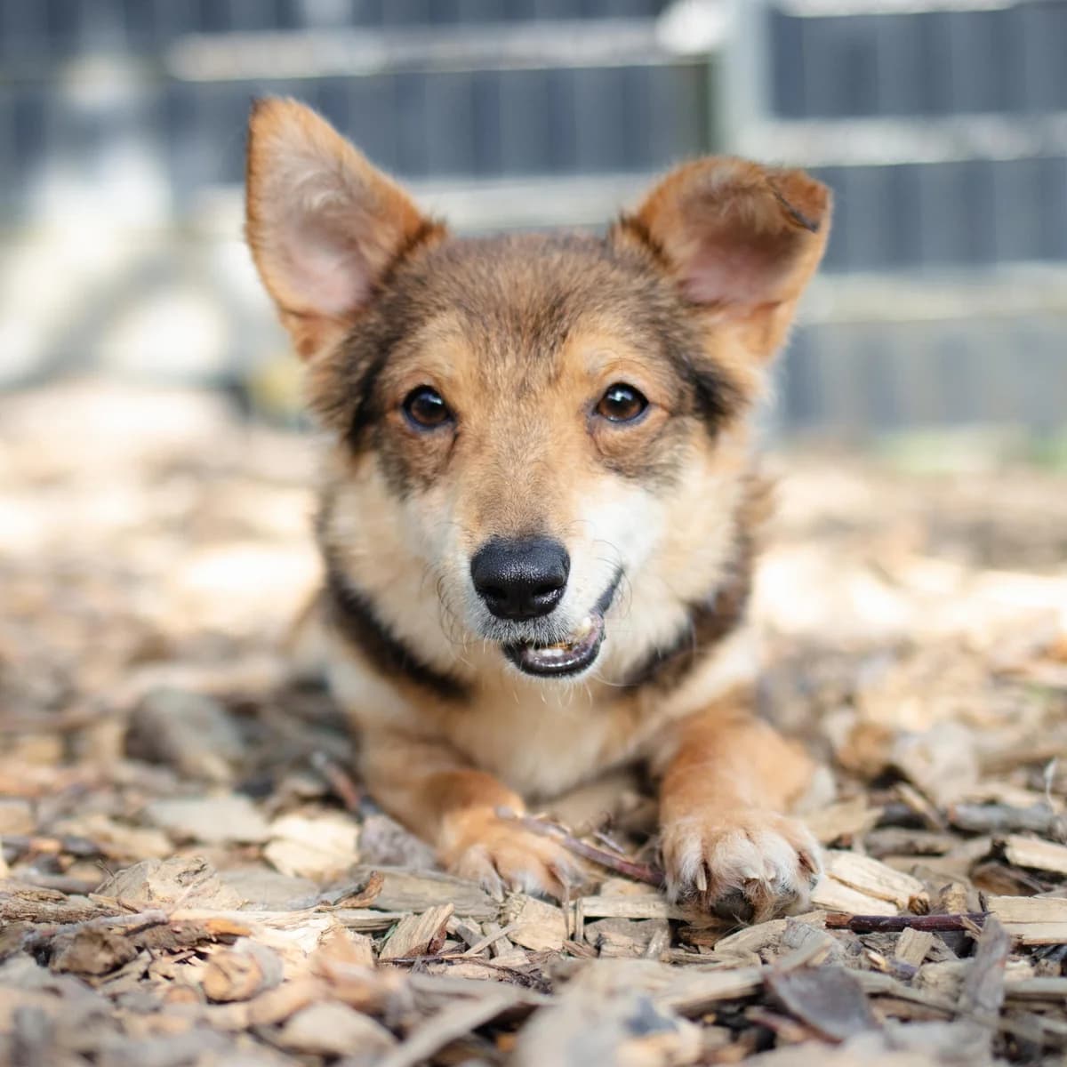 Lisko, Mixed Breed (Menschen für Tiere)