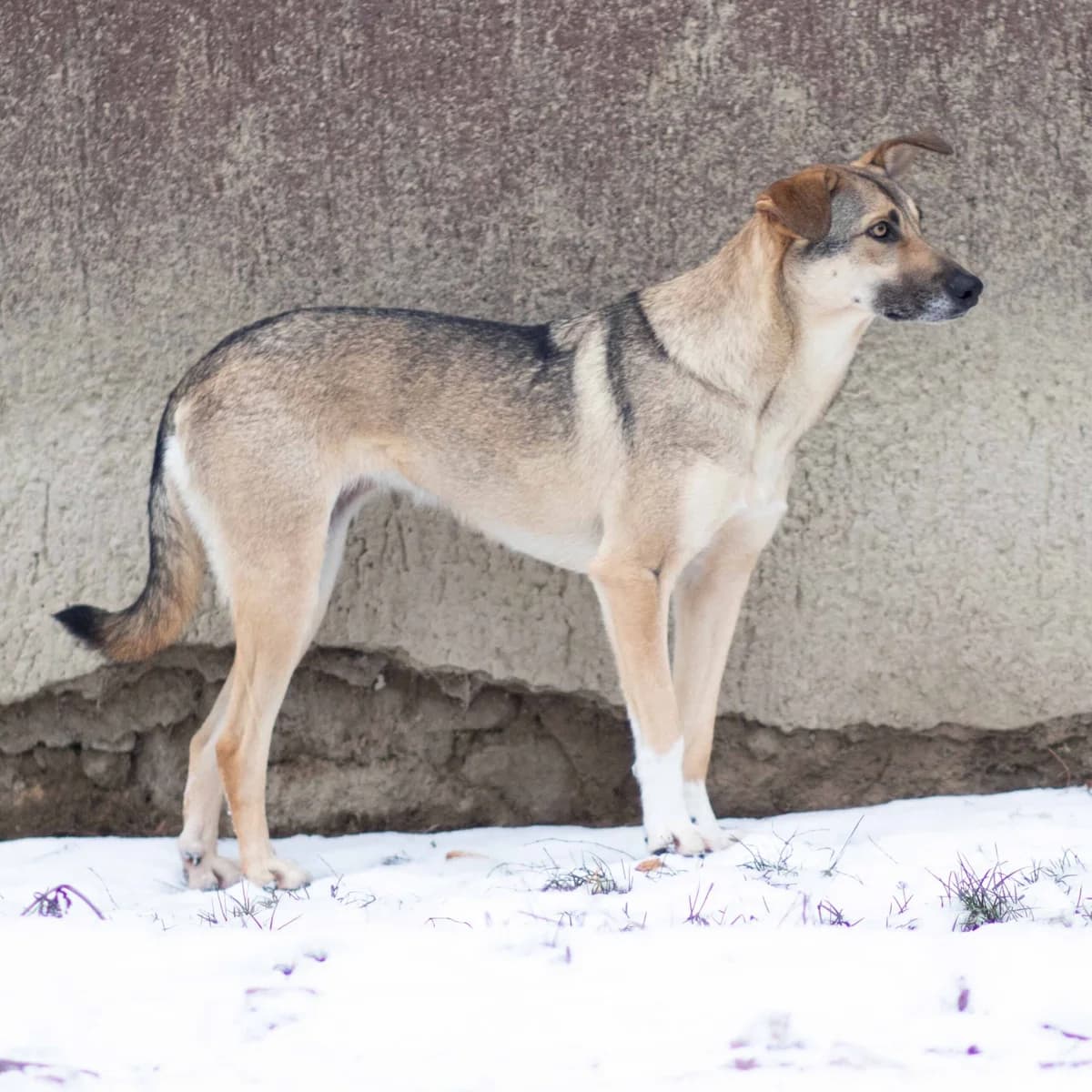 Lissy, female Mixed Breed for adoption at Menschen für Tiere, Oberndorf a.N.