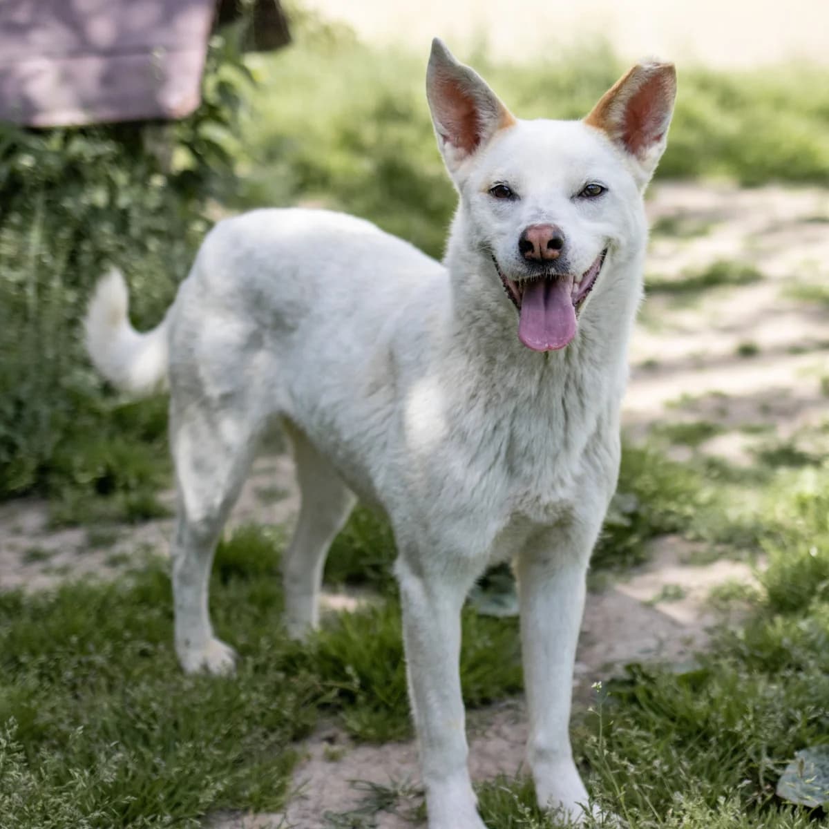 Lotta, female Mixed Breed for adoption at Menschen für Tiere, Oberndorf a.N.